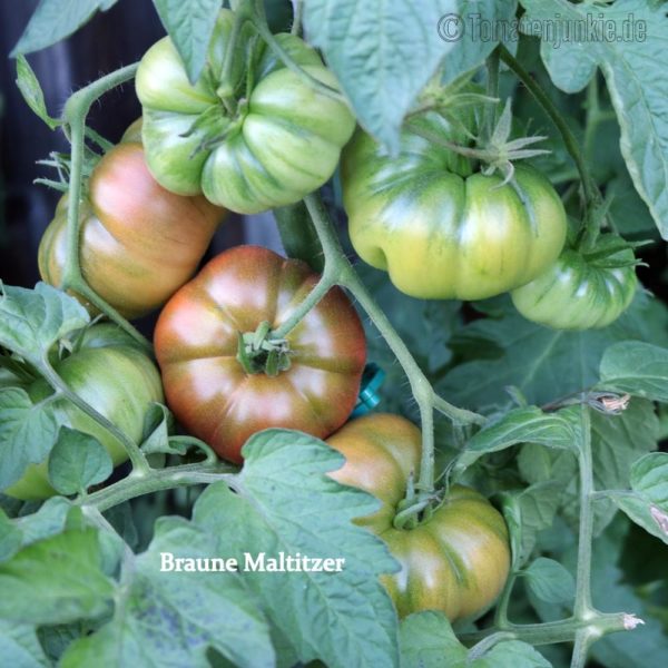 Braune Maltitzer- köstliche rotbraune Fleischtomate - Sortenbeschreibung