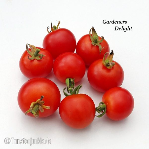 Gardeners Delight Tomatenjunkie