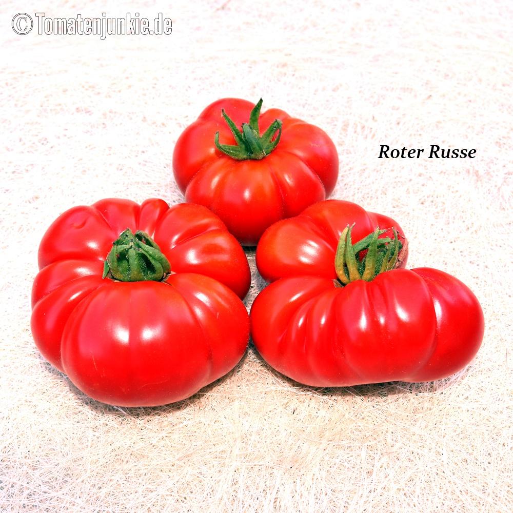 Roter Russe Tomate