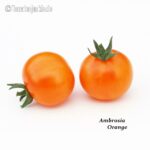 Tomatensorte Ambrosia Orange
