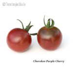 Tomatensorte Cherokee Purple Cherry
