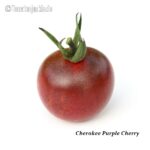 Tomatensorte Cherokee Purple Cherry