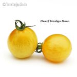 Tomatensorte Dwarf Bendigo Moon
