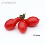 Tomatensorte Elf Tears