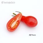 Tomatensorte Elf Tears